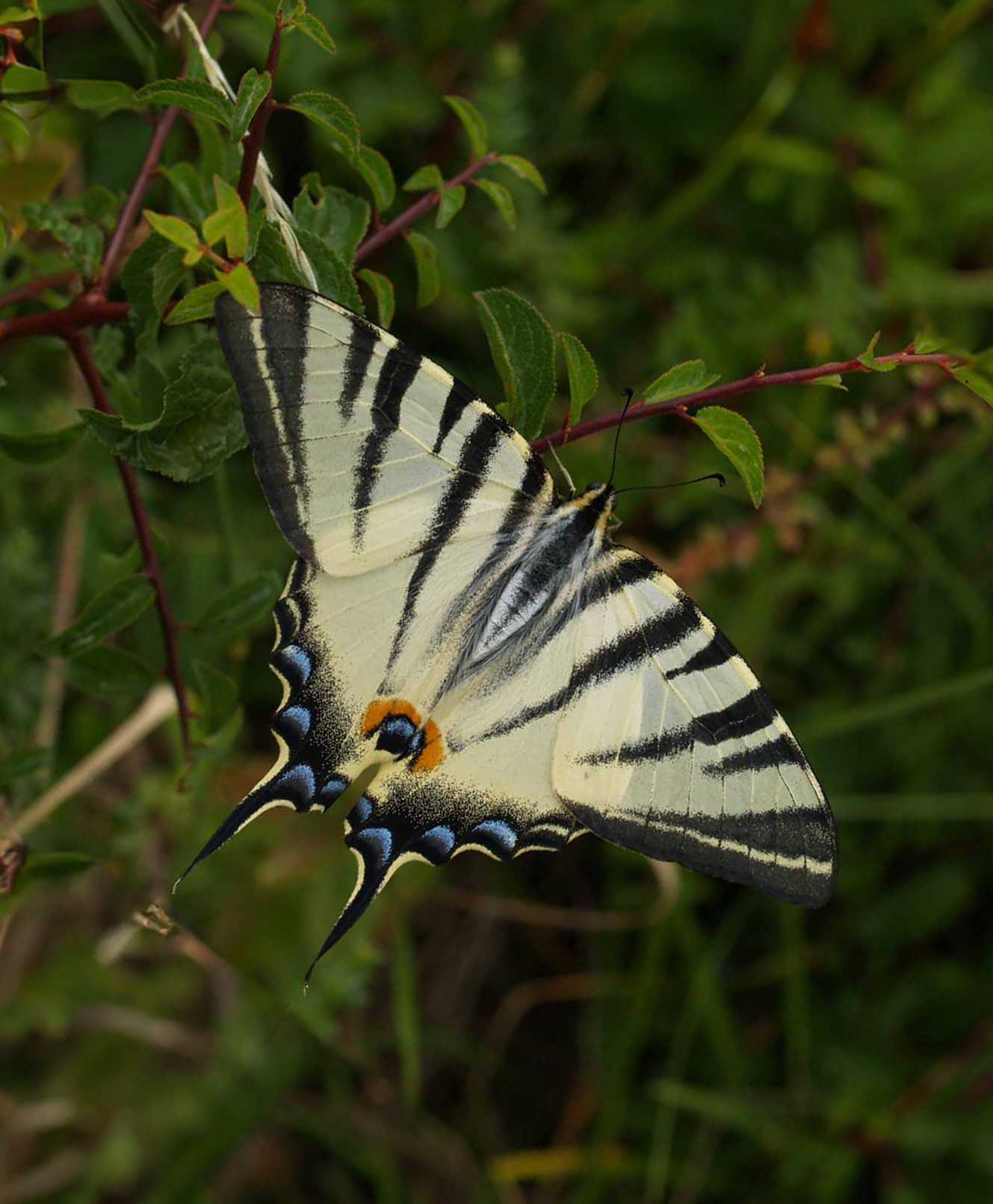 Viridis page contact - image de papillon