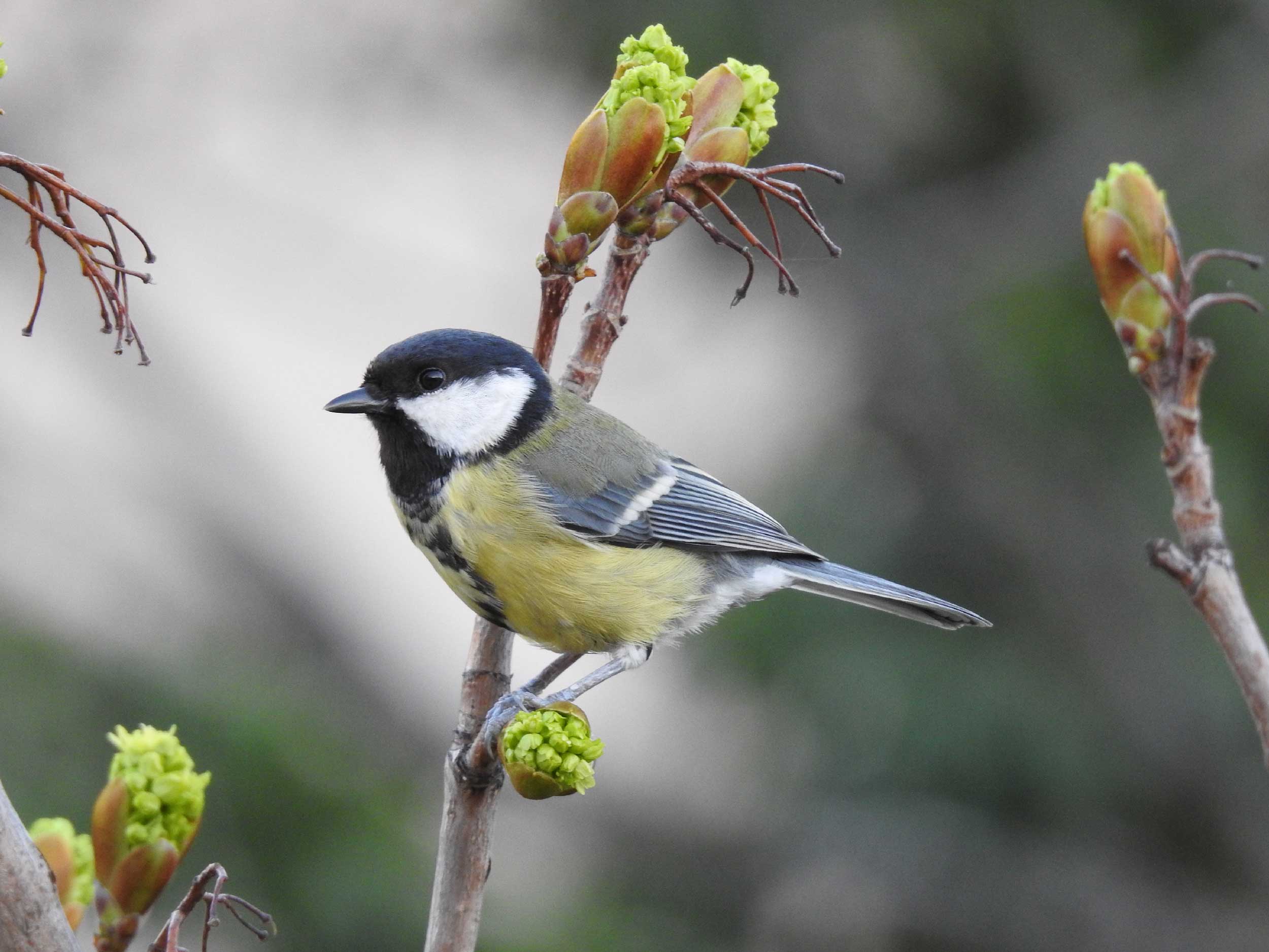 Viridis Environnement - photo oiseau