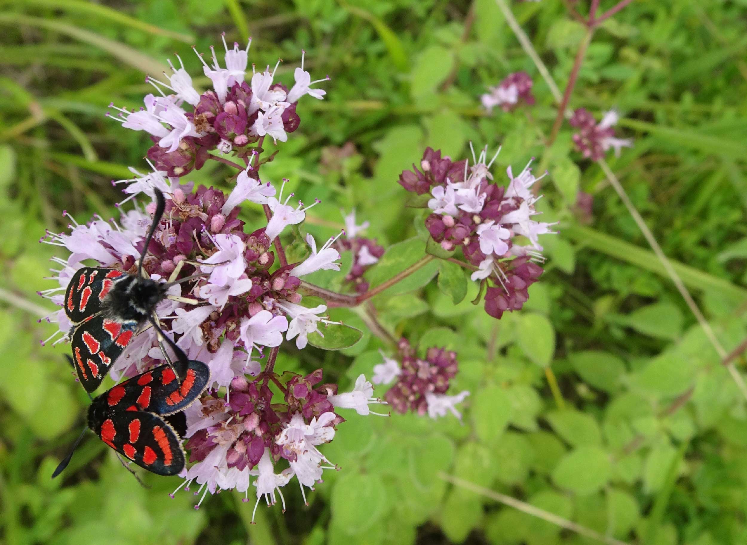 Viridis - photo papillon