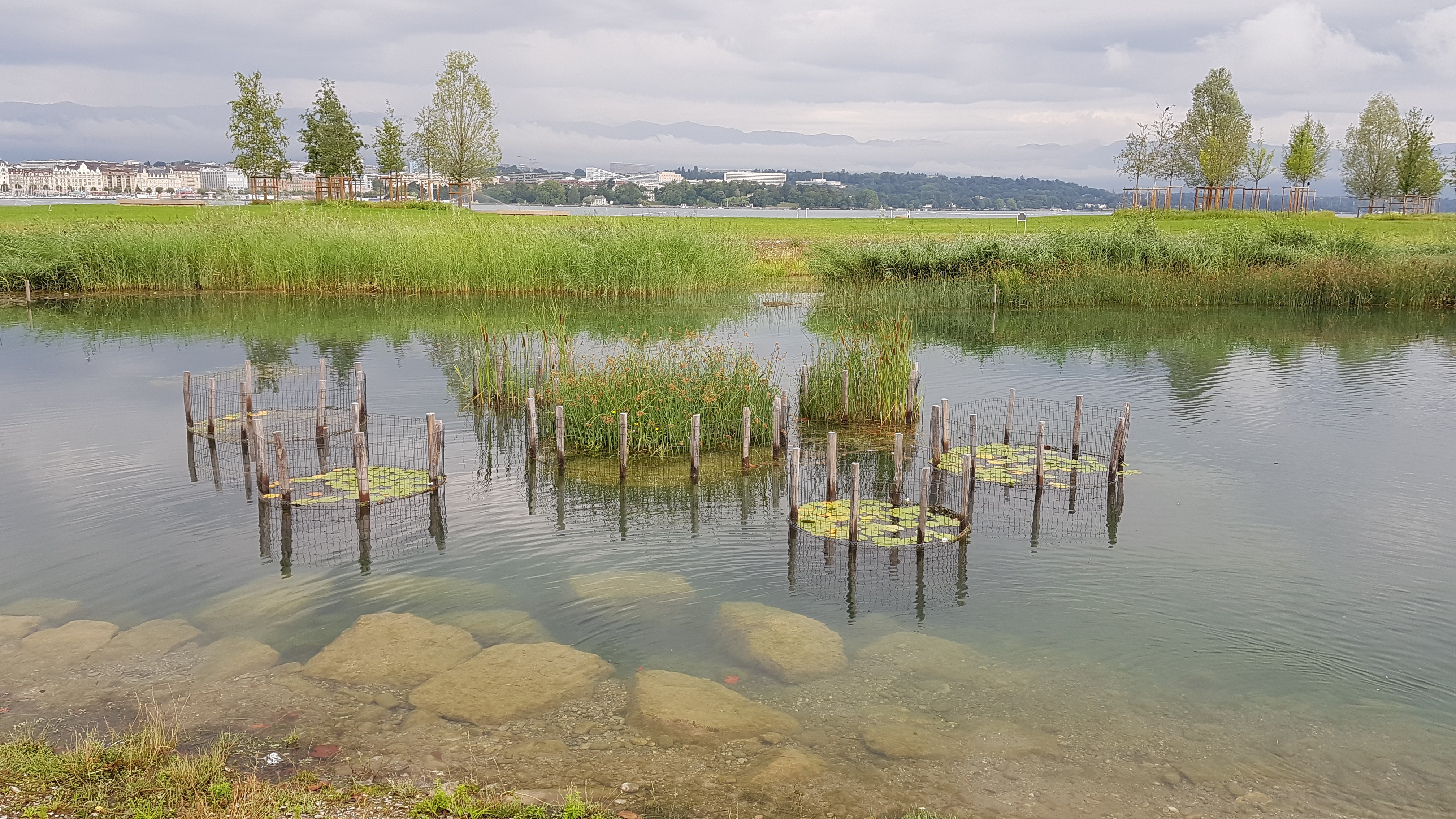 Création d’une roselière à la plage des Eaux-vives (GE)