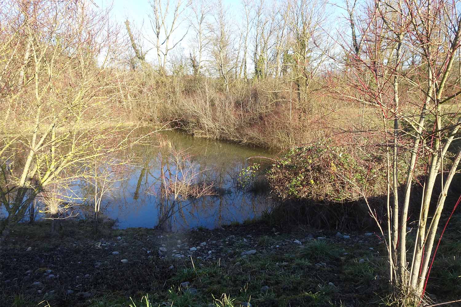 Plan de gestion des Teppes de Verbois à Russin (GE)