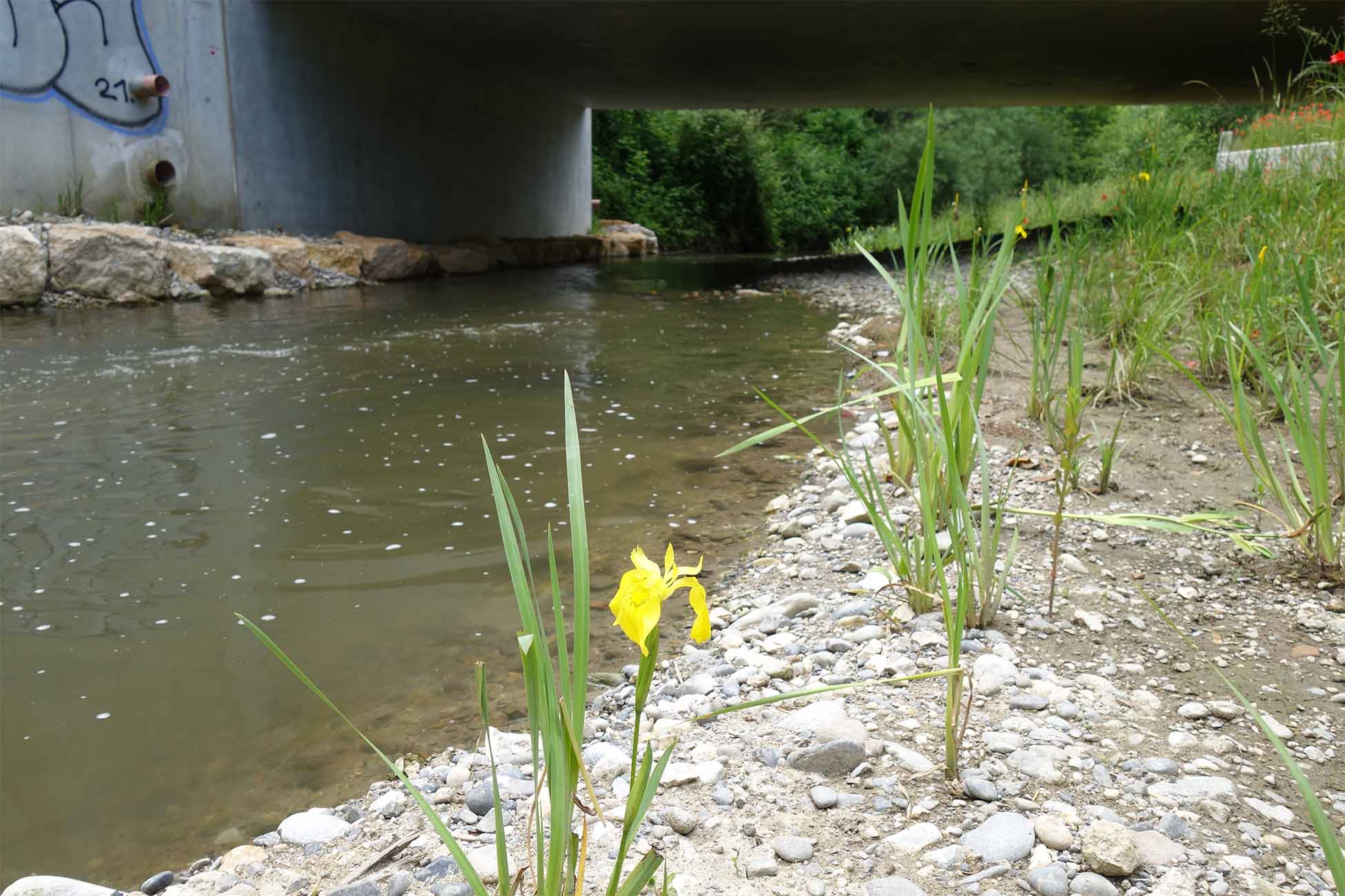Renaturation de la Seymaz urbaine au droit du pont CEVA (GE)