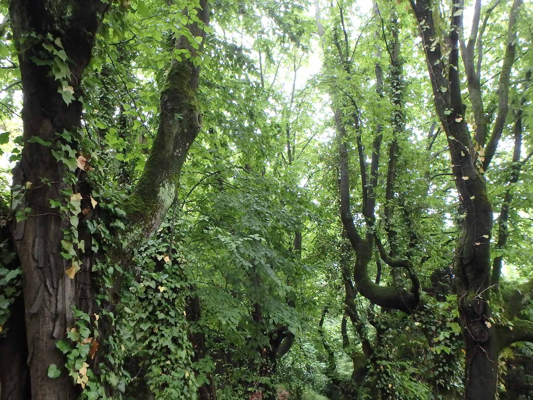 Site de Beau-Séjour à Genève (GE) - Impact du projet sur les arbres et la forêt